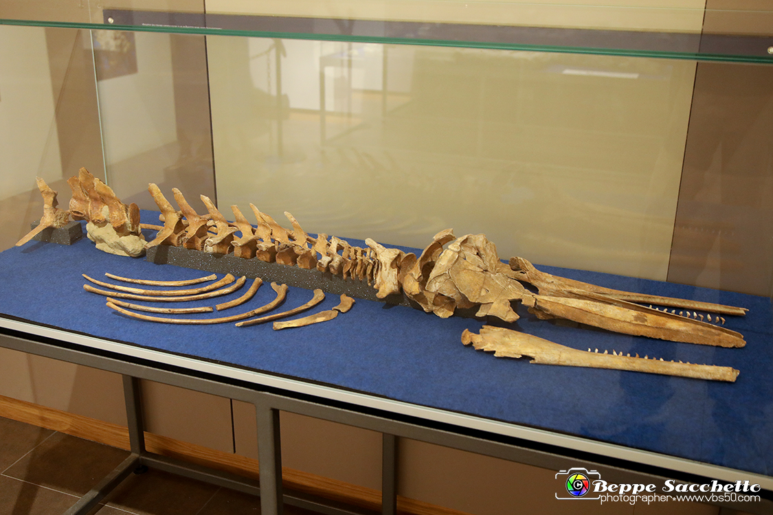 VBS_9128 - Museo Paleontologico - Asti.jpg